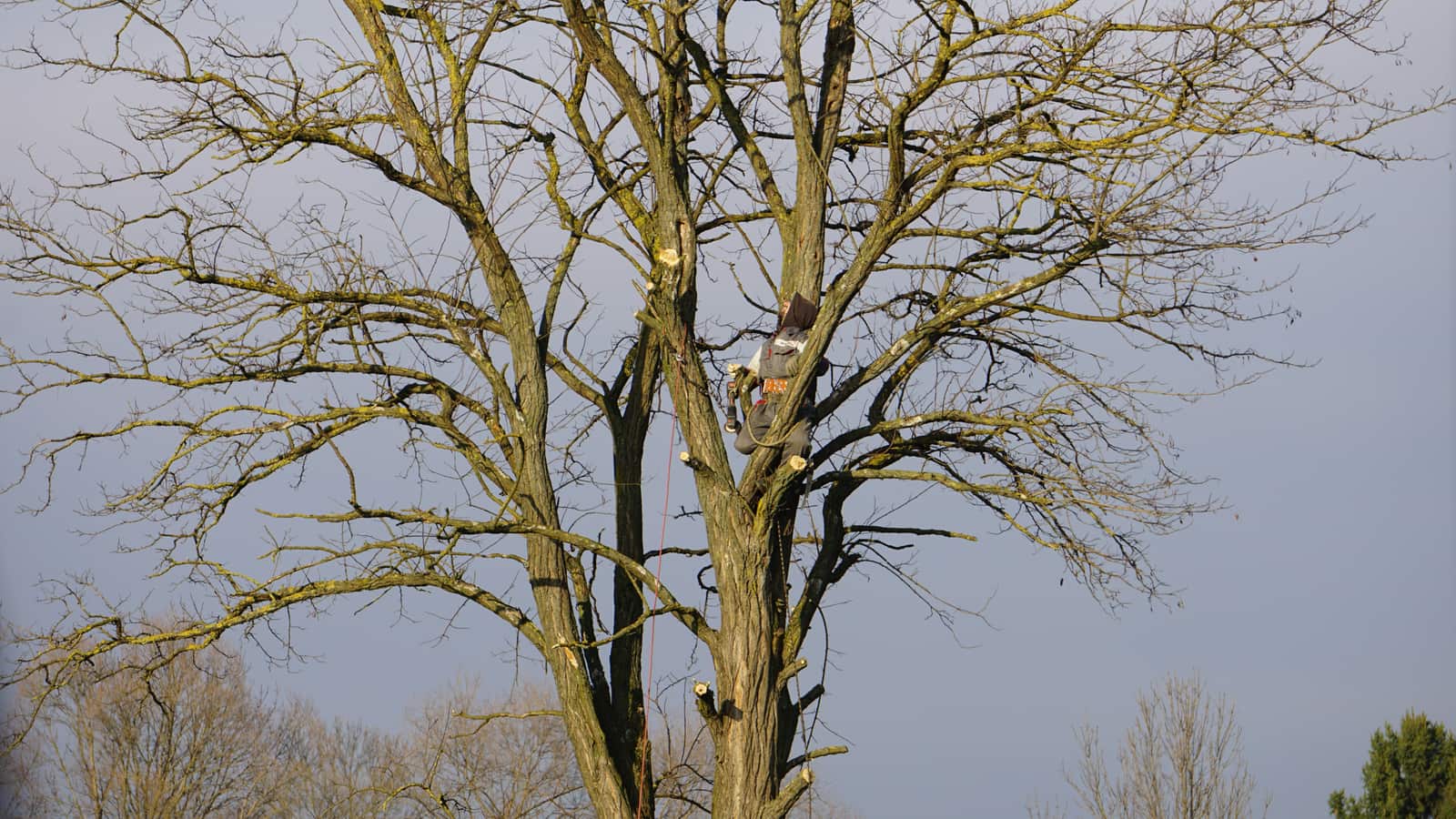 Strategic tree pruning and canopy thinning