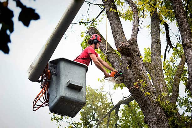Tree removal using technical rigging