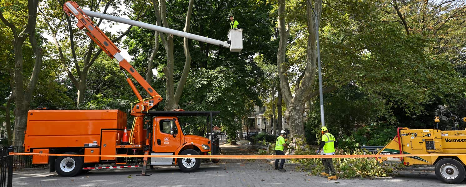 Tree transplanting in Columbia clay soil